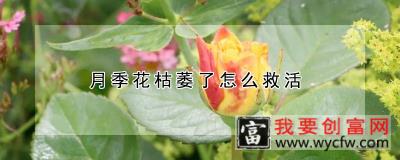 月季花枯萎了怎么救活