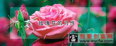 玫瑰花的习性