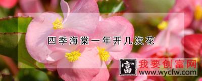 四季海棠一年开几次花