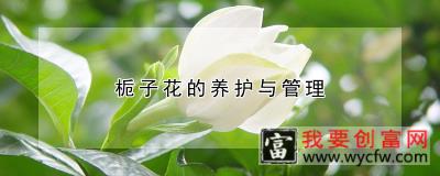 栀子花的养护与管理