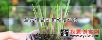 兰花僵苗如何恢复生长