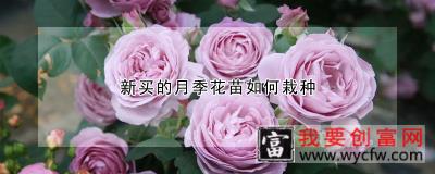 新买的月季花苗如何栽种