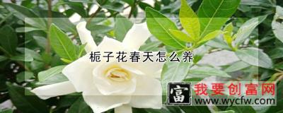 栀子花春天怎么养