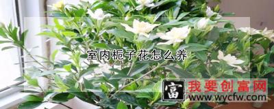 室内栀子花怎么养