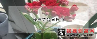 长寿花如何扦插