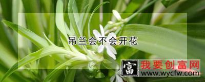 吊兰会不会开花