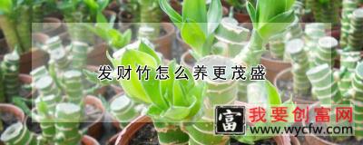 发财竹怎么养更茂盛