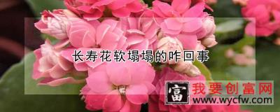 长寿花软塌塌的咋回事