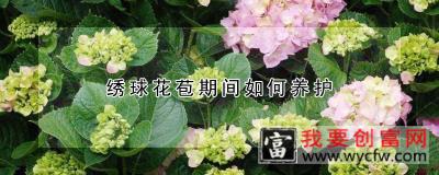 绣球花苞期间如何养护