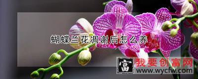 蝴蝶兰花凋谢后怎么养