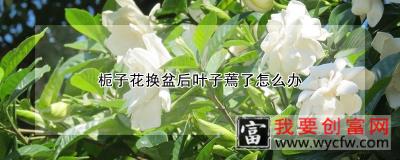 栀子花换盆后叶子蔫了怎么办