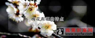 梅花有哪些特点