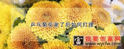 乒乓菊花谢了后如何打理