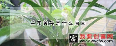 兰花黄尖是什么原因