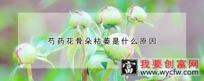 芍药花骨朵枯萎是什么原因