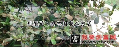 杜鹃花干枯掉叶怎么救活