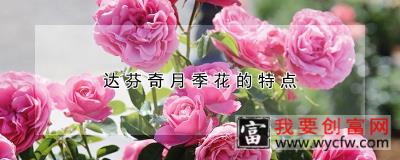 达芬奇月季花的特点