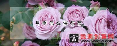 月季怎么催花苞