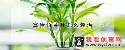 富贵竹黄叶怎么救治