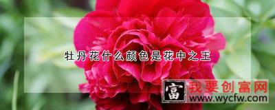 牡丹花什么颜色是花中之王