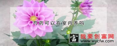 芍药可以在室内养吗