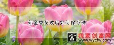 郁金香花败后如何保存球