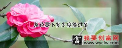 茶花零下多少度能过冬