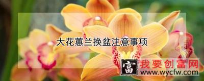 大花蕙兰换盆注意事项