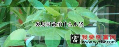 发财树最怕什么水浇