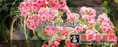 长寿花的介绍特点