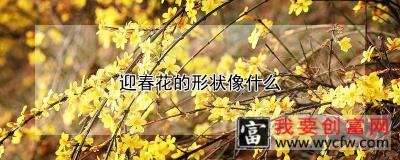 迎春花的形状像什么