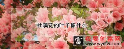 杜鹃花的叶子像什么