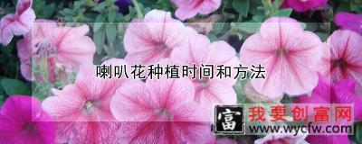 喇叭花种植时间和方法