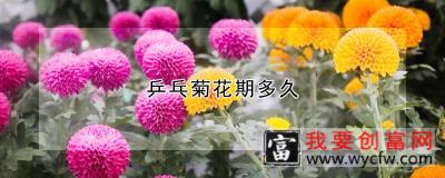 乒乓菊花期多久