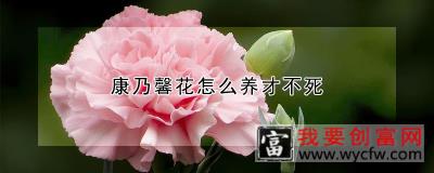 康乃馨花怎么养才不死