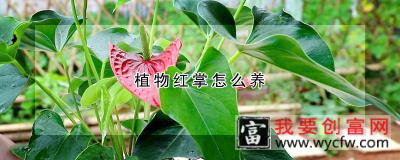 植物红掌怎么养