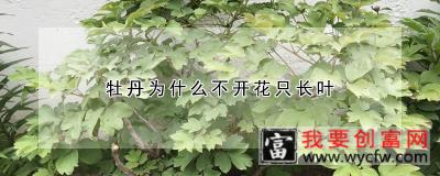 牡丹为什么不开花只长叶