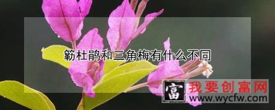 簕杜鹃和三角梅有什么不同