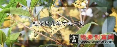 桂花树几年才会开花