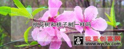 桃花树和桃子树一样吗