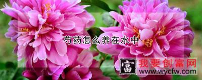 芍药怎么养在水中