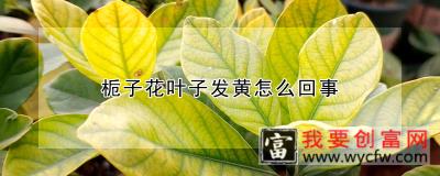 栀子花叶子发黄怎么回事