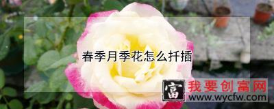 春季月季花怎么扦插