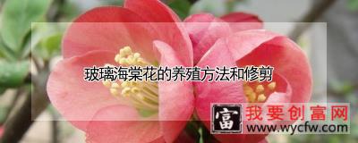 玻璃海棠花的养殖方法和修剪