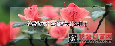 杜鹃花有什么特点长什么样子