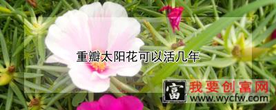 重瓣宫灯长寿花怎么修剪