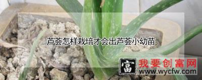 芦荟怎样栽培才会出芦荟小幼苗