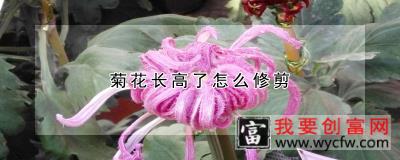 菊花长高了怎么修剪