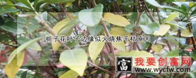 栀子花叶子边缘似火烧焦干枯原因