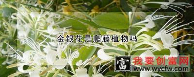 金银花是爬藤植物吗